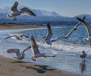 Sea Gulls